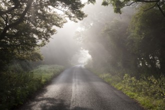 Misty autumn morning with trees lining quiet country road at Compton Bassett, near Calne,