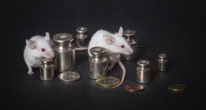 Two small white laboratory mice with weights and coins on a gray background. the concept of