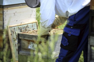 Beekeeper works on his hive