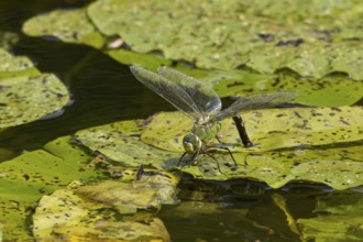 Emperor dragonfly (Anax imperator) adult female insect on a lily pad leaf laying its eggs in the