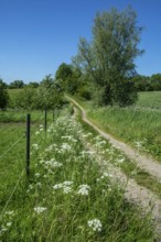 Small road through summery landscape at Stenberget, Skurup Municipality, Skåne County, Sweden,