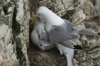 Kittiwake (Rissa tridactyla) adult bird with two juvenile baby chicks on a nest on a sea cliff