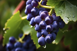 Harvest ready grape bunches with water droplets sparkling in the sunlight, AI generated