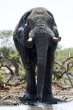 Elephant (Loxodonta africana), frontal, whole, waterhole, drinking, drinking, water, thirst,