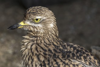 Spotted thick-knee, spotted dikkop, Cape thick-knee (Burhinus capensis), close up portrait