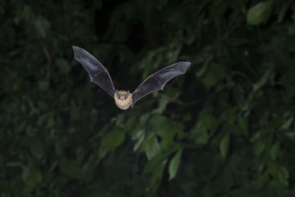 Common pipistrelle (Pipistrellus pipistrellus) hunting insects in front of deciduous forest,