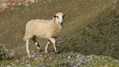 A young sheep standing on a hill in a natural environment with clear sky, sheep (e) or goat (n),