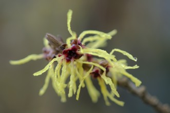 Witch hazel (Hamamelis mollis Pallida), Emsland, Lower Saxony, Germany, Europe