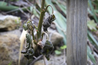 Late night frosts have led to severe frost damage in vineyards in the Elbe Valley. Due to the very