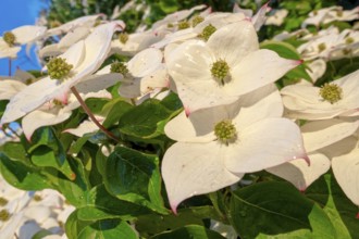 Flowering bush Flowering dogwood