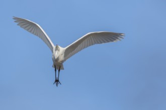 Great egret (Ardea alba) in flight in the sky, Bas-Rhin, Alsace, Grand Est, France, Europe