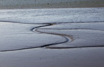 Drainage channels in mudflats at low tide River Deben estuary, Sutton, Suffolk, England, UK