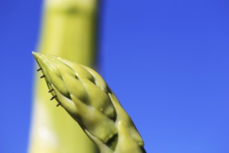 Close-up of green asparagus in the field