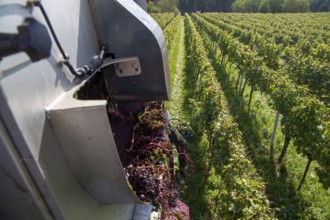 Harvest of Sankt Laurent red wine grapes in the Palatinate