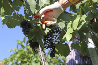 Grape grape harvest: Hand-picking Pinot Noir grapes in the Palatinate (Norbert Groß Winery,