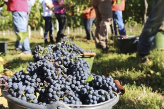 Grape grape harvest: Hand-picking Pinot Noir grapes in a vineyard in the Palatinate