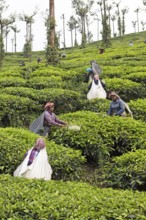 Indian tea pickers on a tea plantation, Thekkady, Kerala, India, Asia