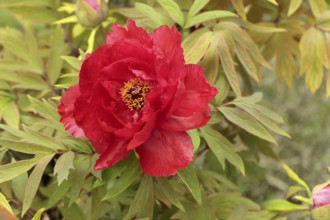 Peony (Paeonia Hybride), blooming, flower, Elllerstadt, Germany, Europe