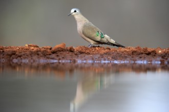 Emerald-spotted wood dove (Turtur chalcospilos), adult, at the water, Kruger National Park, Kruger