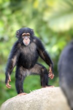 Chimpanzee (Pan troglodytes troglodytes), young animal, standing, upright