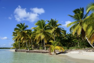 Lonely tropical beach with palm trees and clear water under a cloudless blue sky, boat on the palm