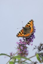 Small tortoiseshell (Aglais urticae), on summer lilac or butterfly-bush (Buddleja davidii), Wilden,