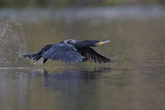 Great cormorant (Phalacrocorax carbo) in flight, Lower Saxony, Germany, Europe