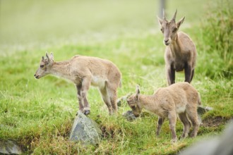 Alpine ibex (Capra ibex) mother with her youngsters, wildlife Park Aurach near Kitzbuehl, Austria,