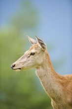 Red deer (Cervus elaphus) hind, portrait, tirol, Kitzbühel, Wildpark Aurach, Austria, Europe