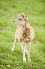 European mouflon (Ovis aries musimon) youngster standing on a meadow, tirol, Kitzbühel, Wildpark