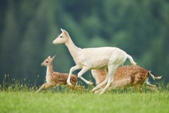 European fallow deer (Dama dama) hind running on a meadow, tirol, Kitzbühel, Wildpark Aurach,