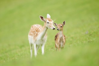 European fallow deer (Dama dama) mother with her fawn standing on a meadow, tirol, Kitzbühel,