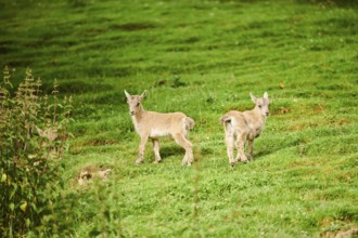 Alpine ibex (Capra ibex) youngsters standing on a meadow, wildlife Park Aurach near Kitzbuehl,