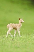 European fallow deer (Dama dama) fawn walking on a meadow, tirol, Kitzbühel, Wildpark Aurach,