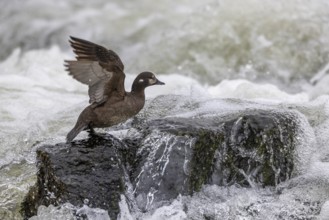 Harlequin duck (Histrionicus histrionicus), female, wings up, on a stone in a raging river, long