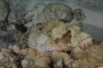 Tassled scorpionfish (Scorpaenopsis oxycephala), House Reef dive site, Mangrove Bay, El Quesir, Red