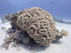 Bubble coral (Plerogyra sinuosa), dive site House Reef, Mangrove Bay, El Quesir, Red Sea, Egypt,