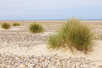 Tuft of grass on a beach with pebbles by the sea, Skagen, Denmark, Europe