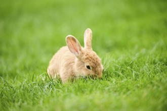 Domesticated rabbit (Oryctolagus cuniculus forma domestica) sitting on a meadow, Bavaria, Germany,