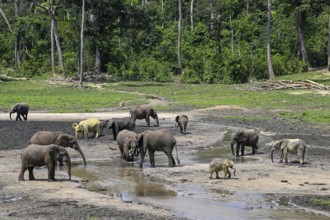 African forest elephants (Loxodonta cyclotis) in the Dzanga Bai forest clearing, Dzanga-Ndoki