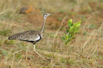 Black-bellied bustard, (Eupodotis melanogaster), Ithala Game Reserve, Louwsburg, KwaZulu-Natal,