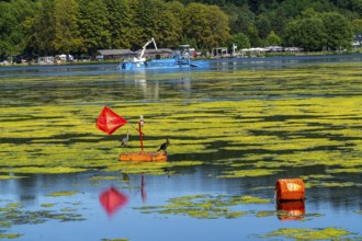 Mowing boat Nimmersatt, of the Ruhrverband, tries to keep the green plant carpet on the Lake