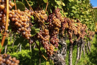 Wine growing, in the Adige Valley, near the village of Tramin on the Wine Road, South Tyrol, large