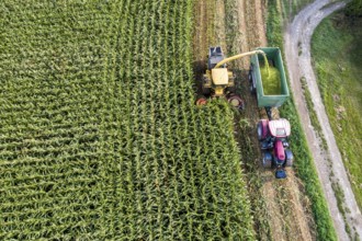 Maize harvest, combine harvester, chopper works its way through a maize field, the silage is pumped