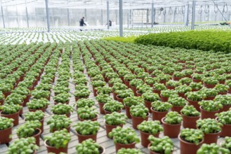 Agriculture, herb gardening, basil plants in pots, in various stages of growth, in a greenhouse