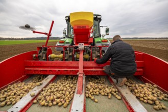 Early potatoes are placed in the soil of the field with a planting machine, Agriculture, Spring