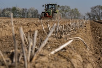 A farmer builds asparagus ridges on a field with the help of an asparagus tiller, in which the