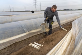 Asparagus harvest in the Rhineland, asparagus pickers at work in an asparagus field covered with