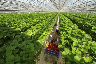 Harvesting strawberries, harvest helper, strawberry cultivation in the greenhouse, young strawberry