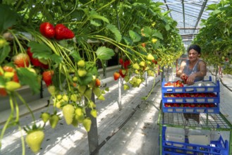 Harvesting strawberries, harvest helper, strawberry cultivation in the greenhouse, young strawberry